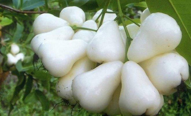 Яблоки Белая Роза